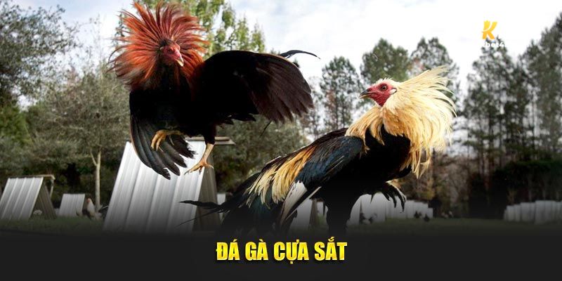 Đá gà cựa sắt