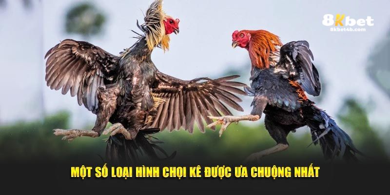 Một số loại hình chọi kê được ưa chuộng nhất