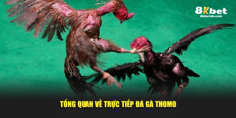 Tổng quan thông tin về trực tiếp đá gà Thomo