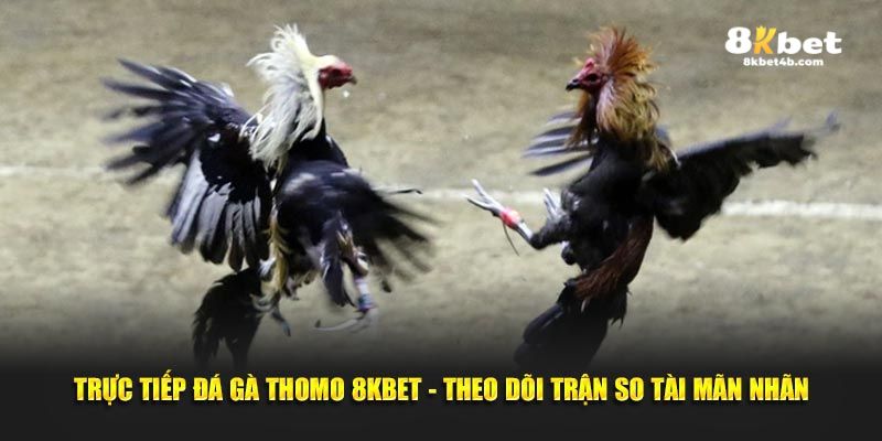 Trực tiếp đá gà thomo tại 8kbet